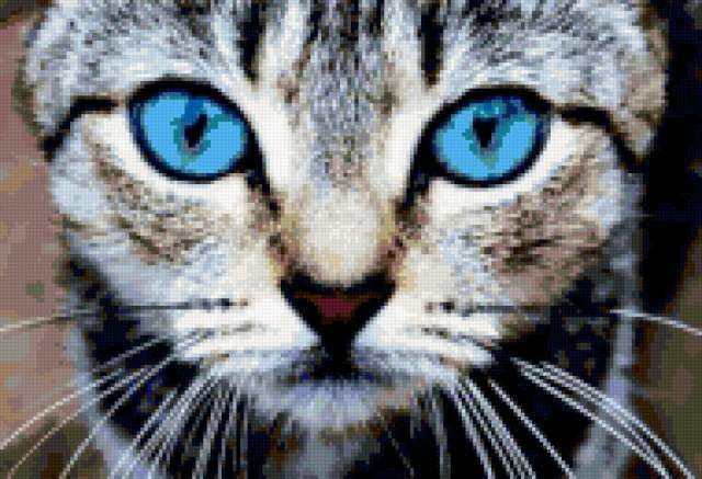 Схема для вышивания Кошачьи глазки | Кот и кошка